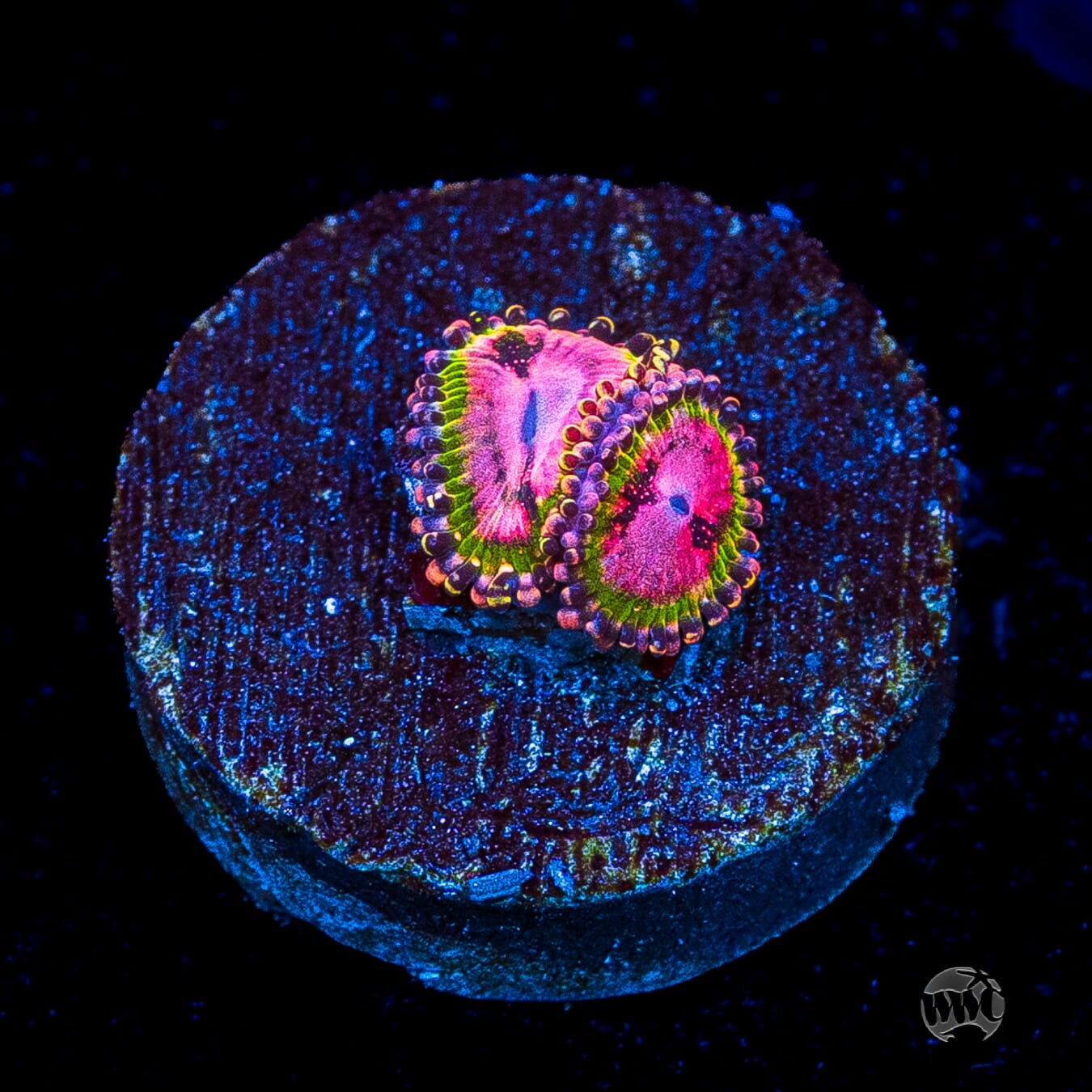 WWC Pink Krakatoa Zoanthids