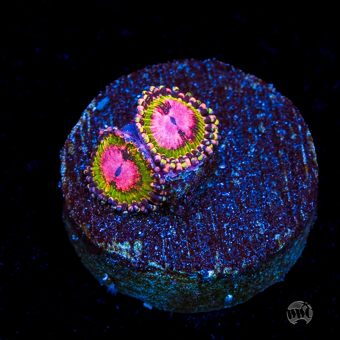 WWC Pink Krakatoa Zoanthids