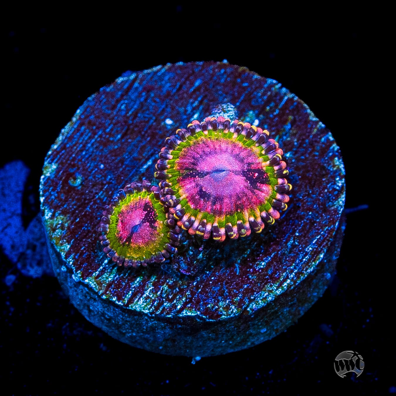 WWC Pink Krakatoa Zoanthids