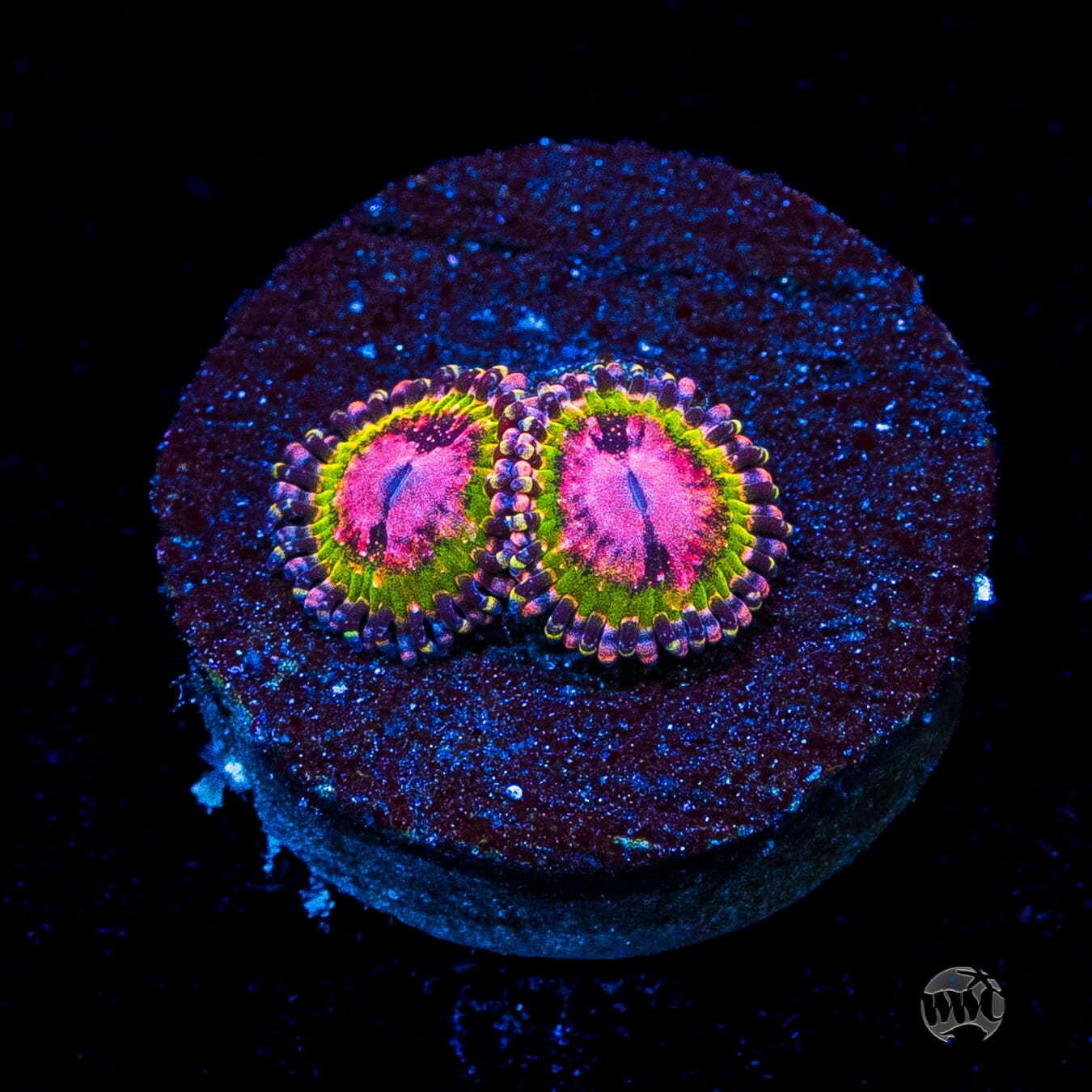 WWC Pink Krakatoa Zoanthids
