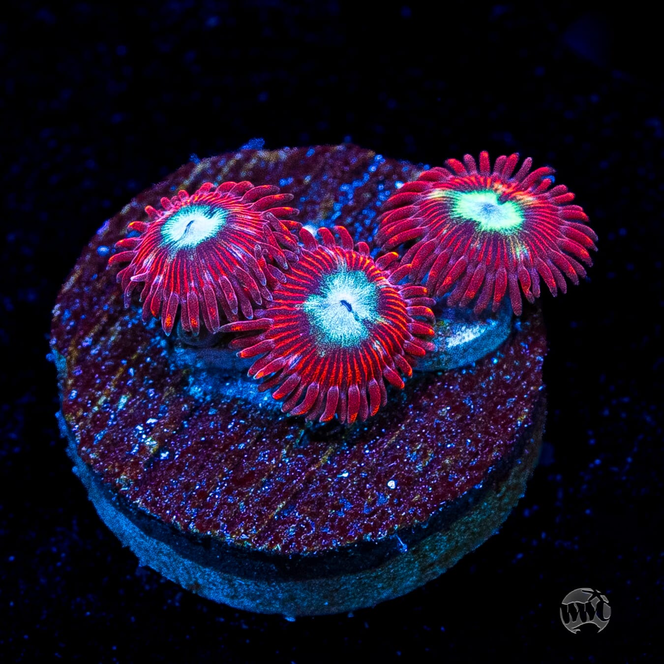 WWC Bloodlust Zoanthids