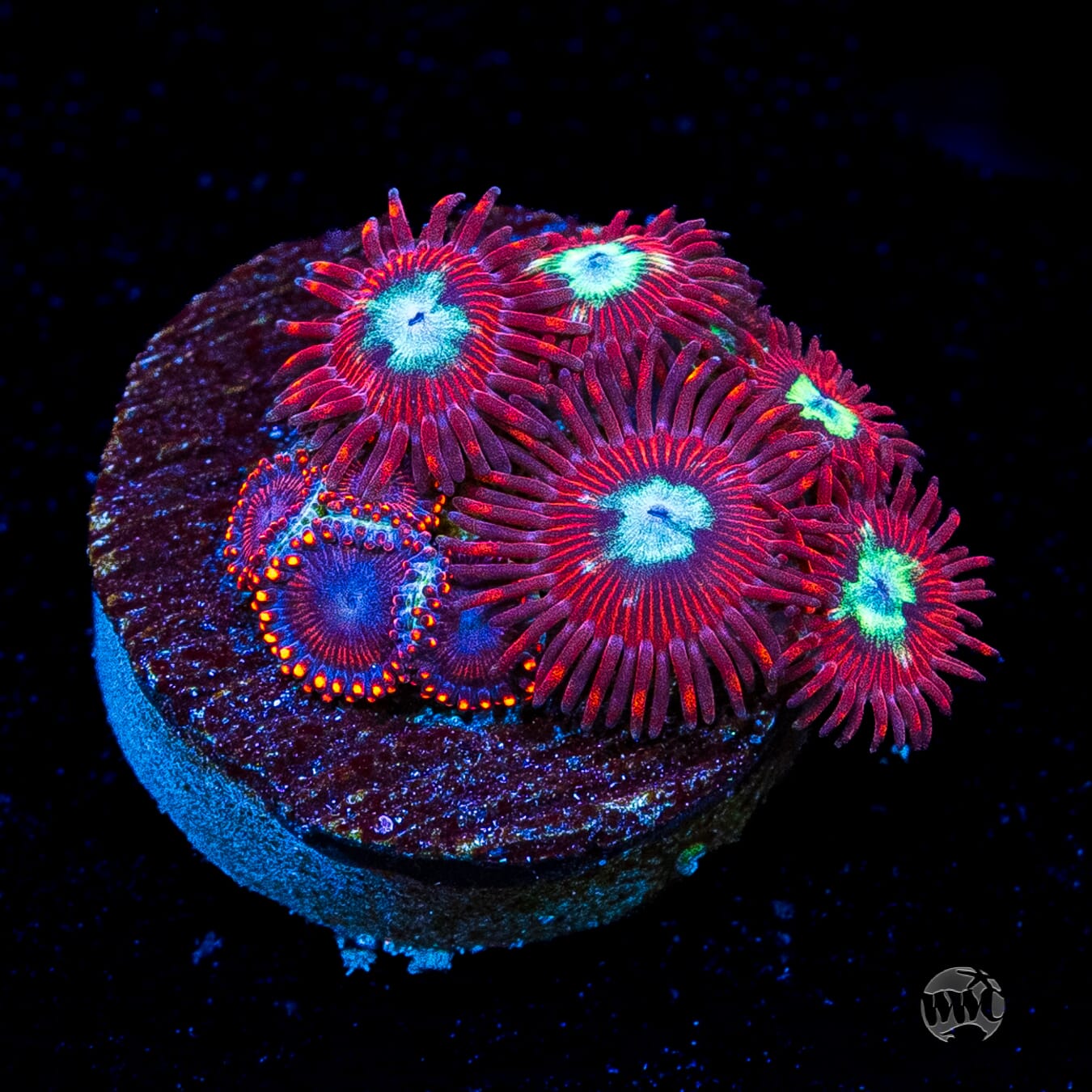 Combo WWC Bloodlust and Flaming Dragon Zoanthids