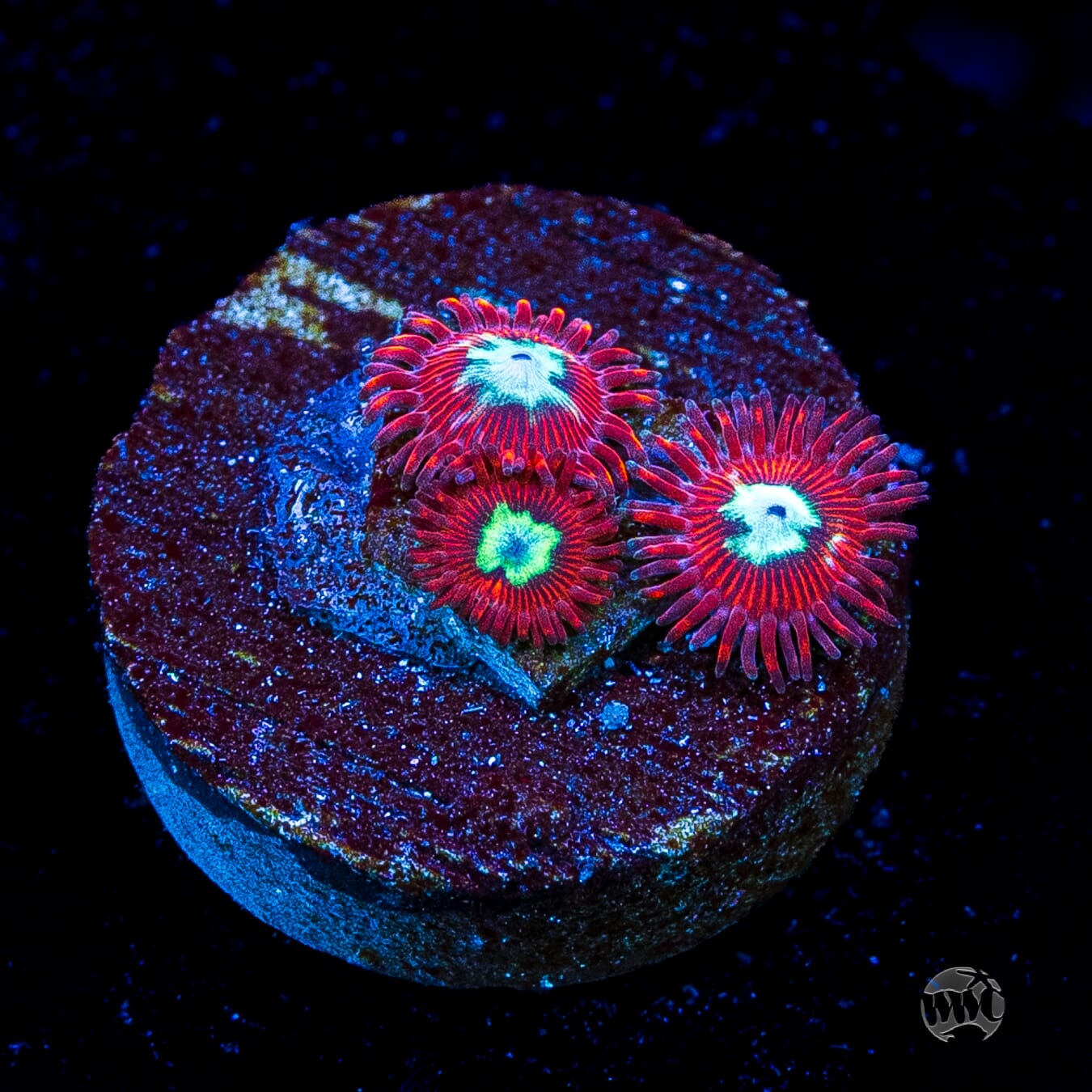 WWC Bloodlust Zoanthids