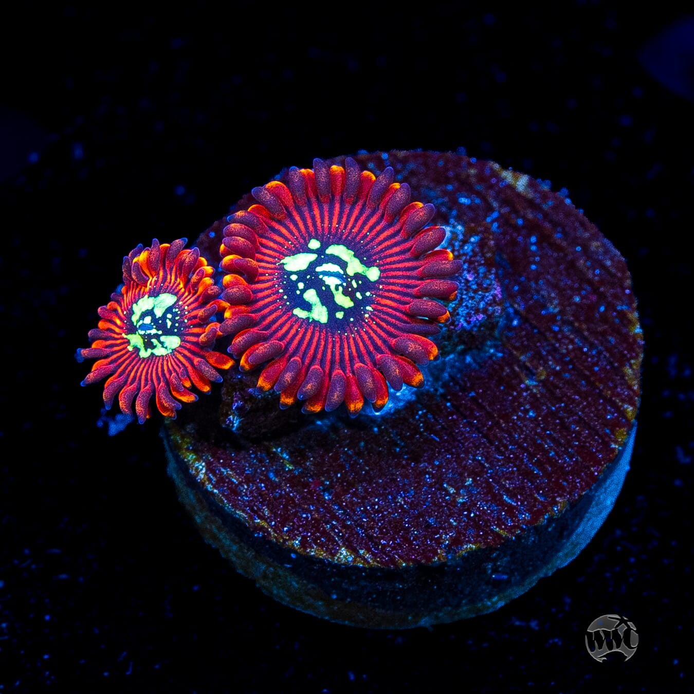 Magician Zoanthids