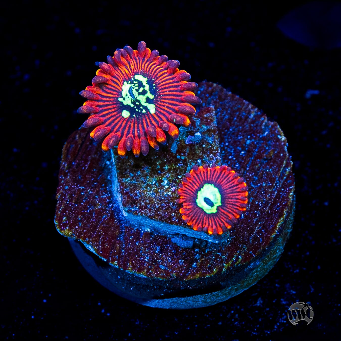 Magician Zoanthids