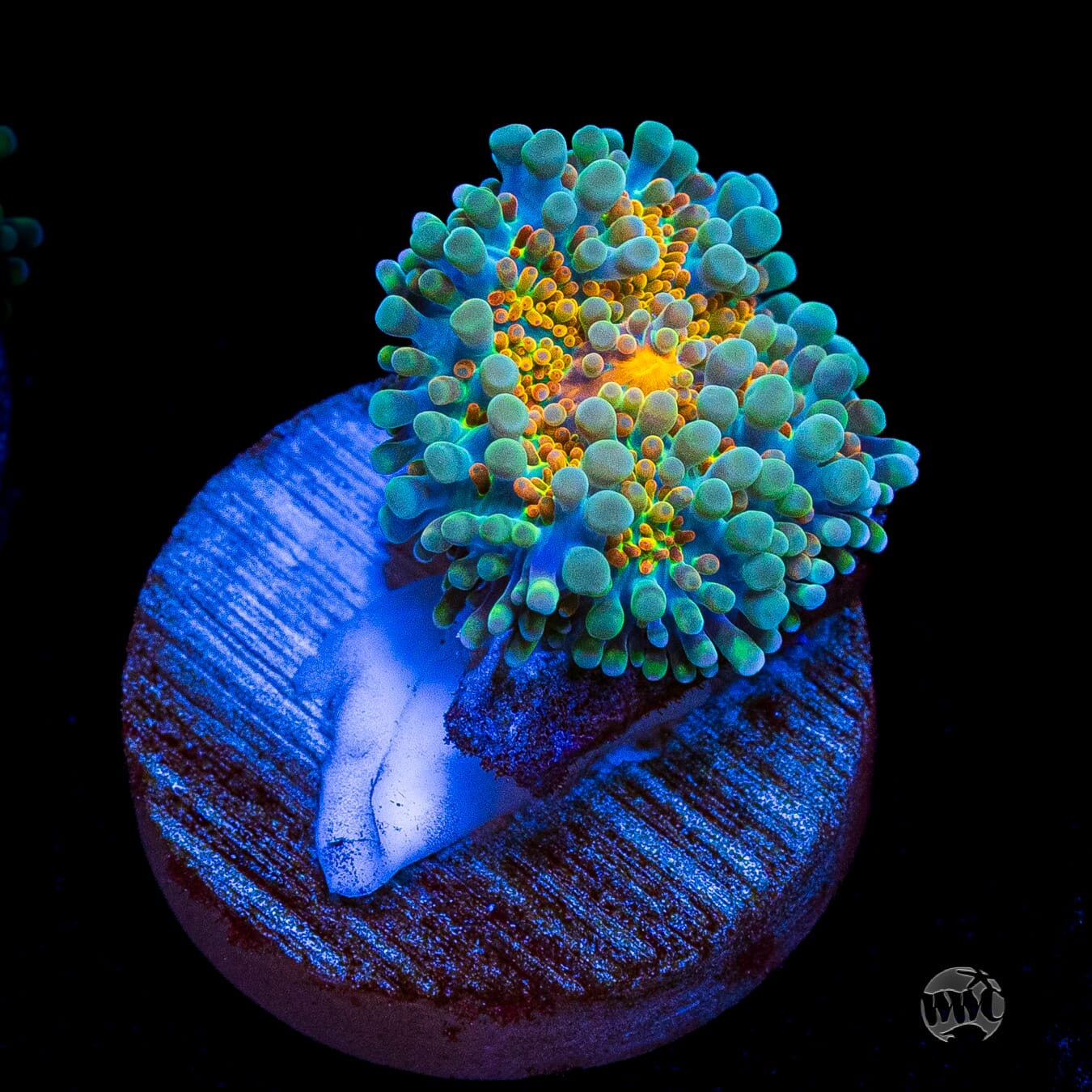 Tropical Sunrise Yuma Mushroom
