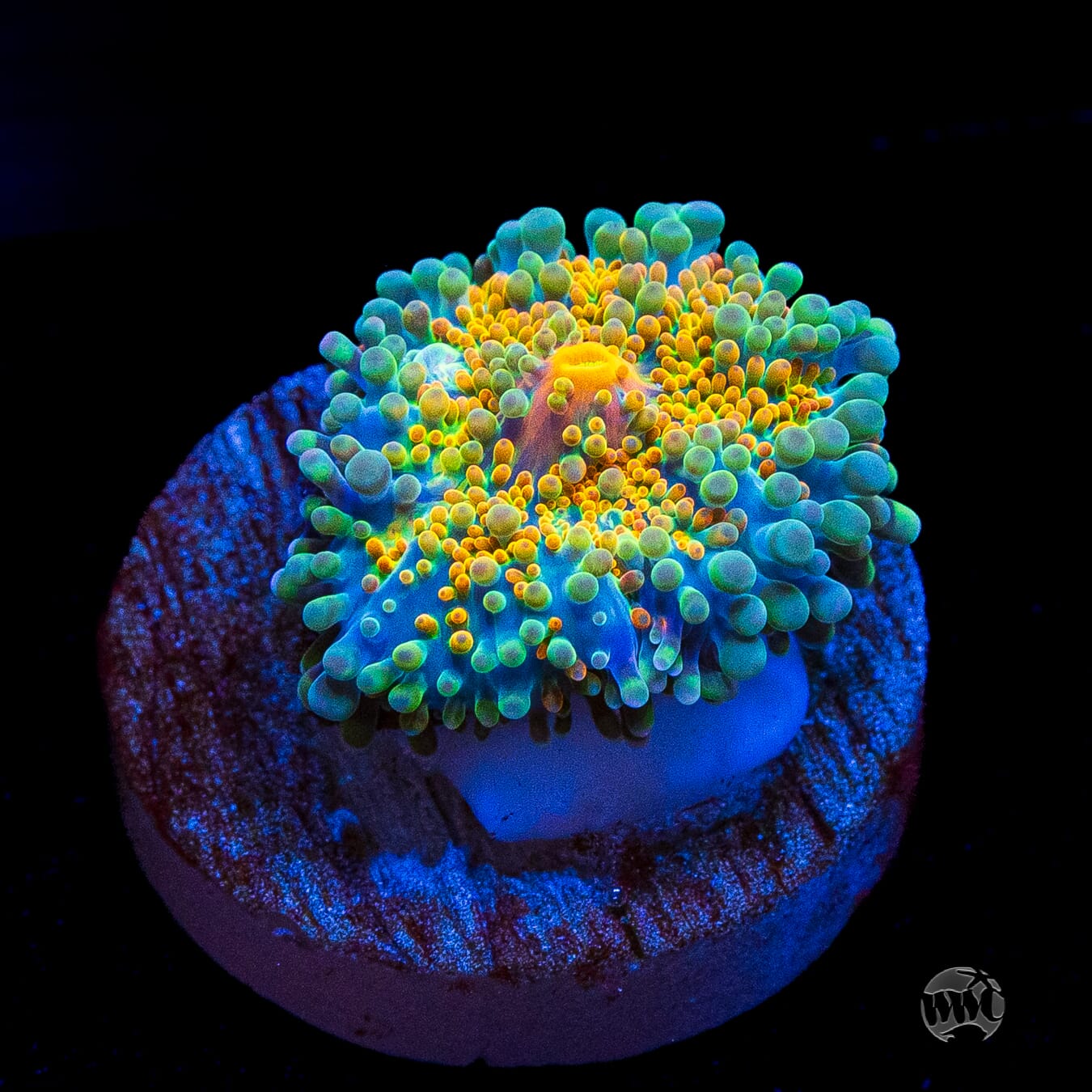 Tropical Sunrise Yuma Mushroom