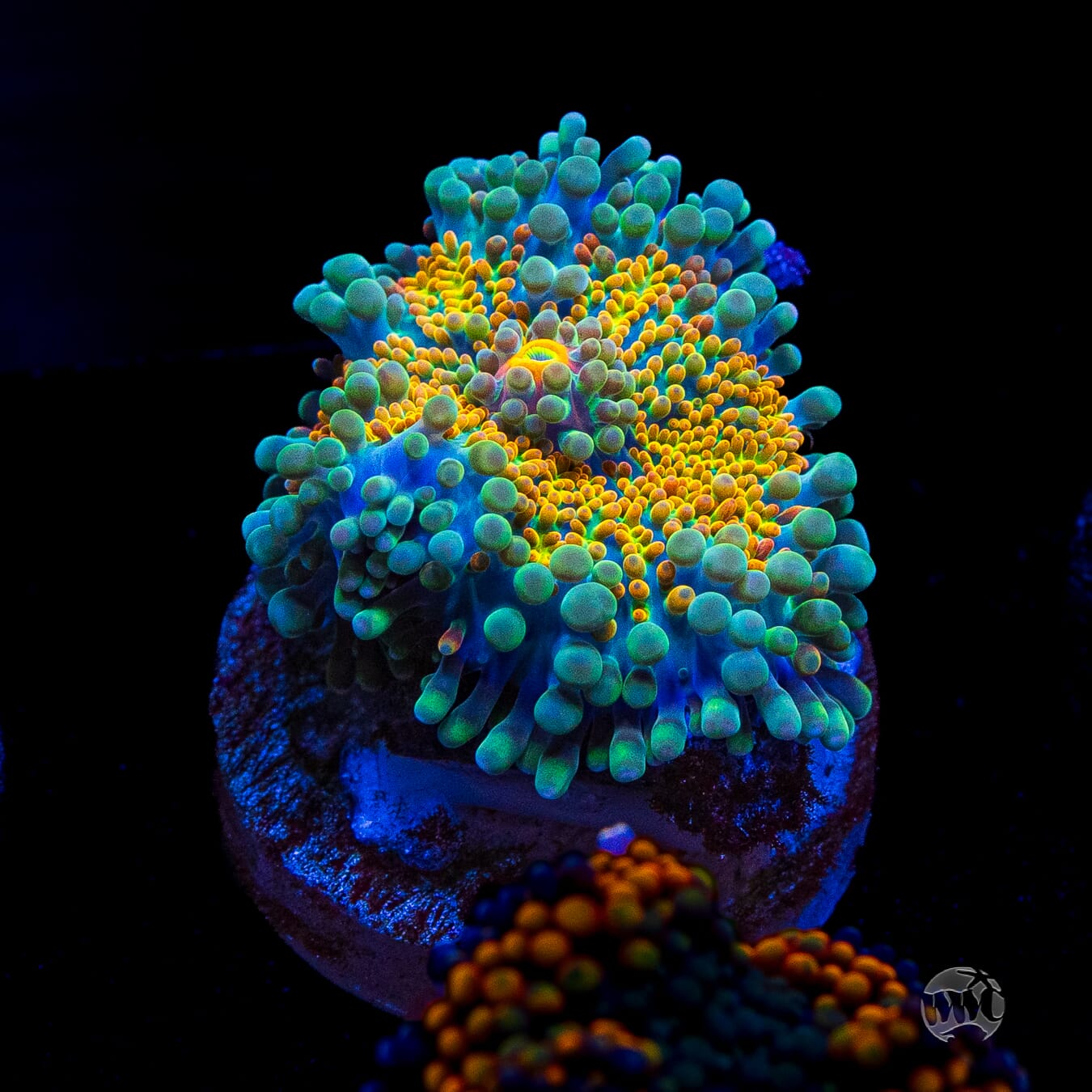 Tropical Sunrise Yuma Mushroom