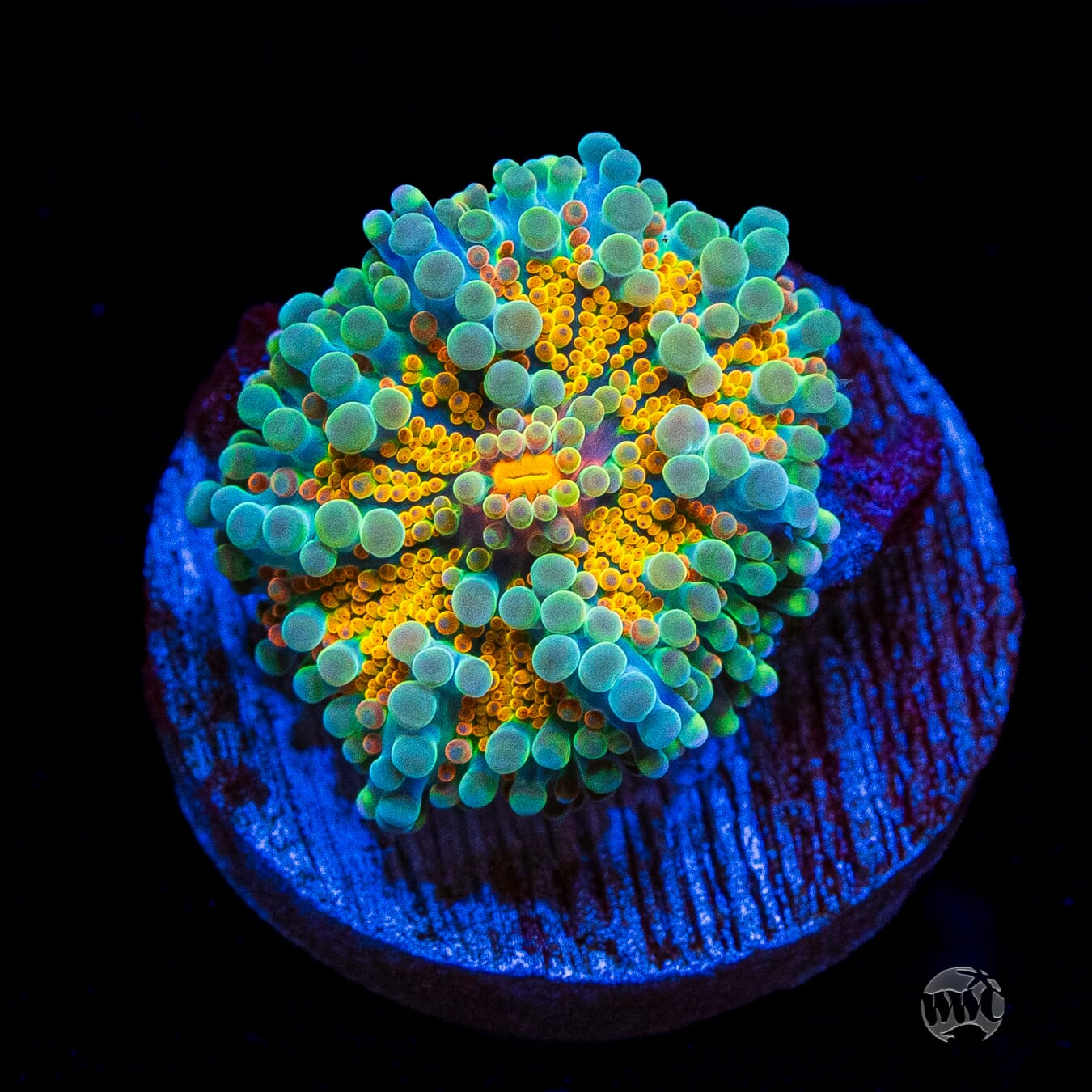 Tropical Sunrise Yuma Mushroom