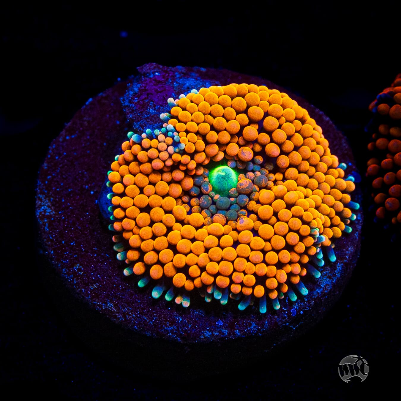 Serendipity Ricordea Mushroom