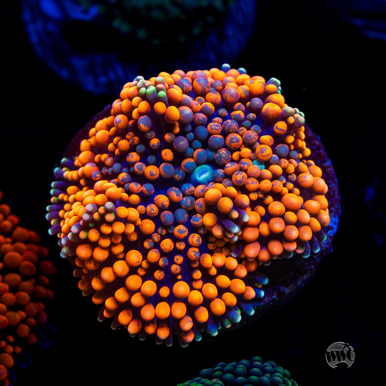 Citrus Cooler Ricordea Mushroom