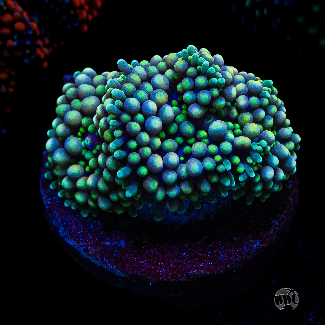 Minty Ricordea Mushroom