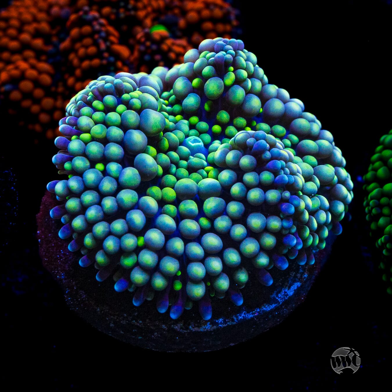Sour Willy Ricordea Mushroom