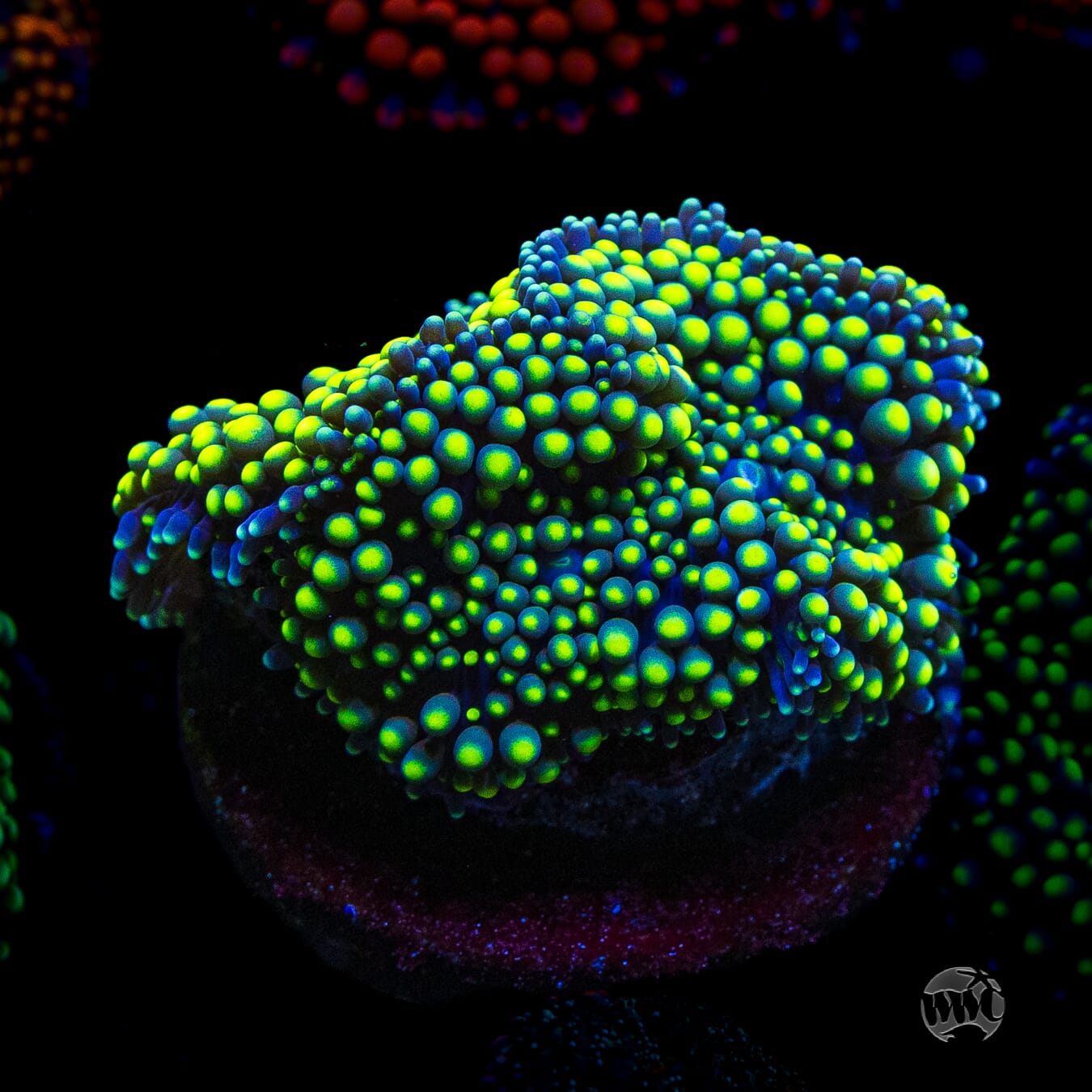 Nuclear Neon Ricordea Mushroom