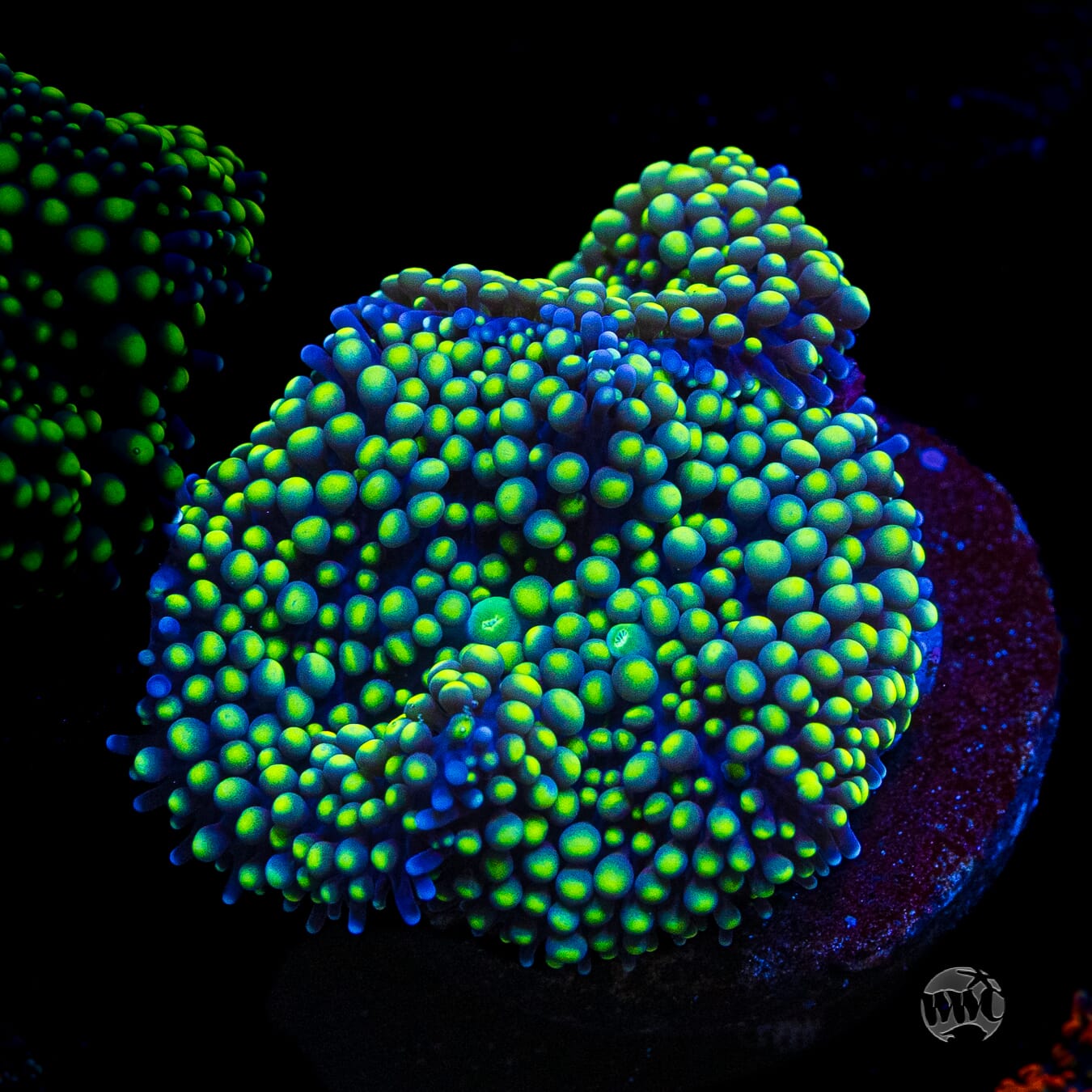 Nuclear Neon Ricordea Mushroom