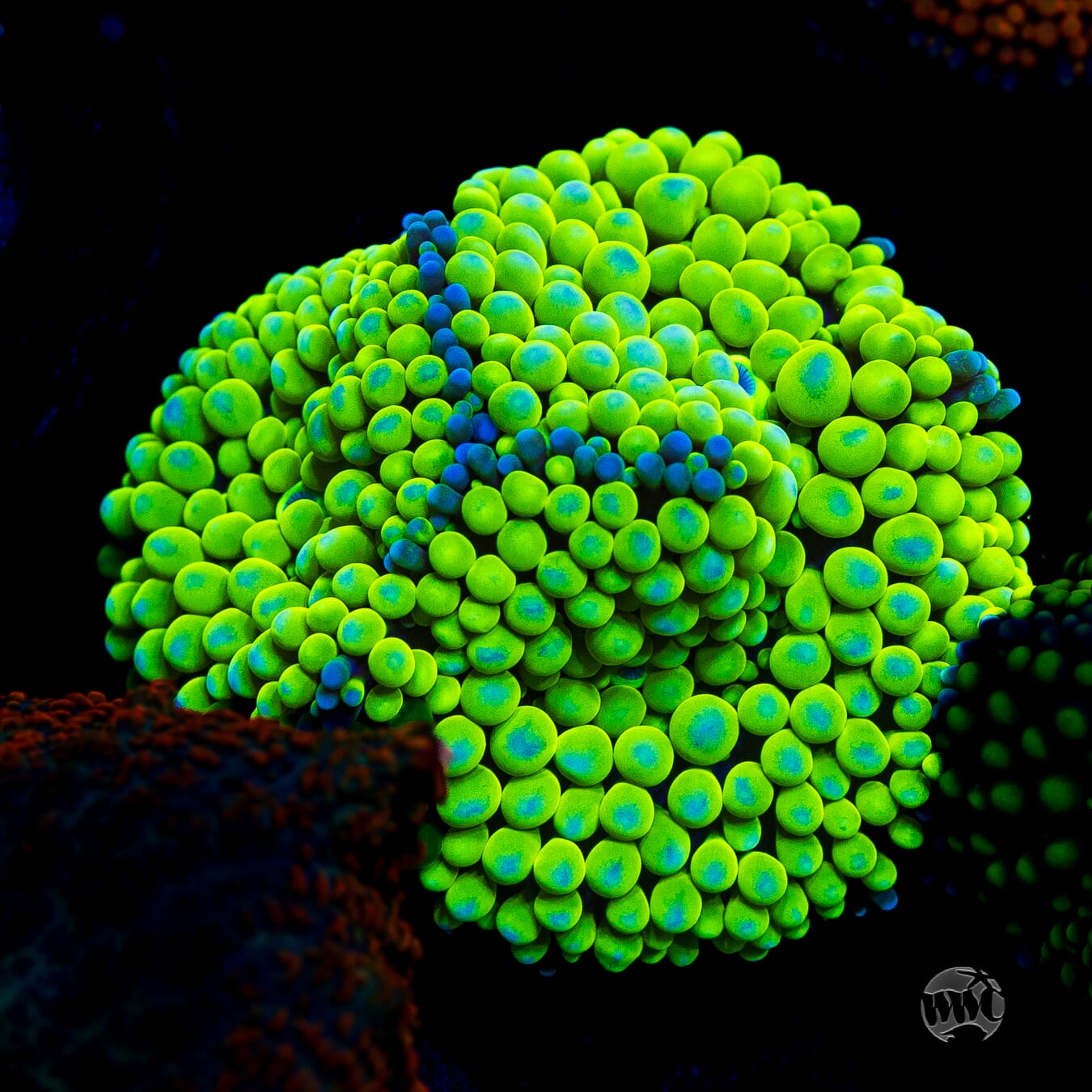 Nuclear Neon Ricordea Mushroom