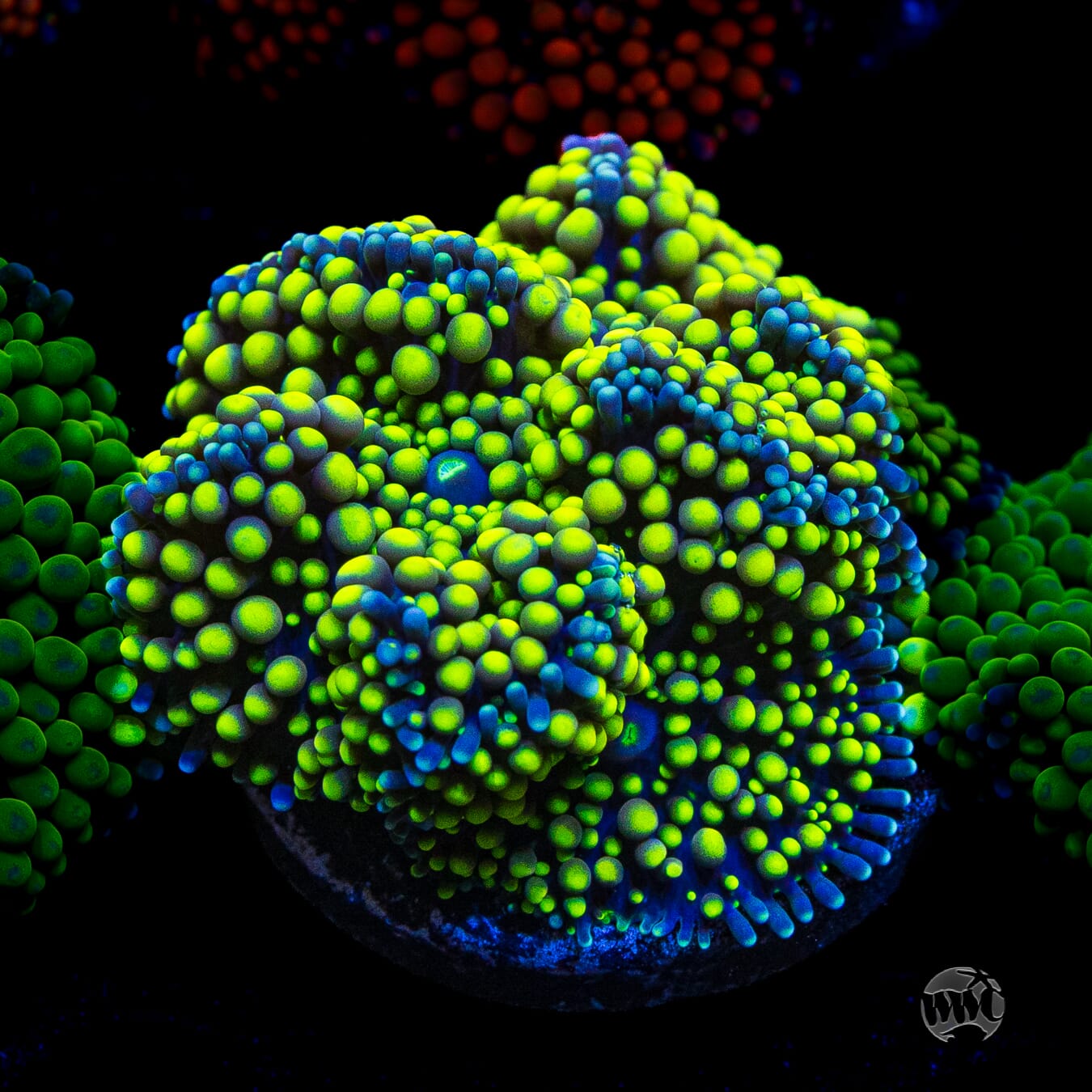 Nuclear Neon Ricordea Mushroom