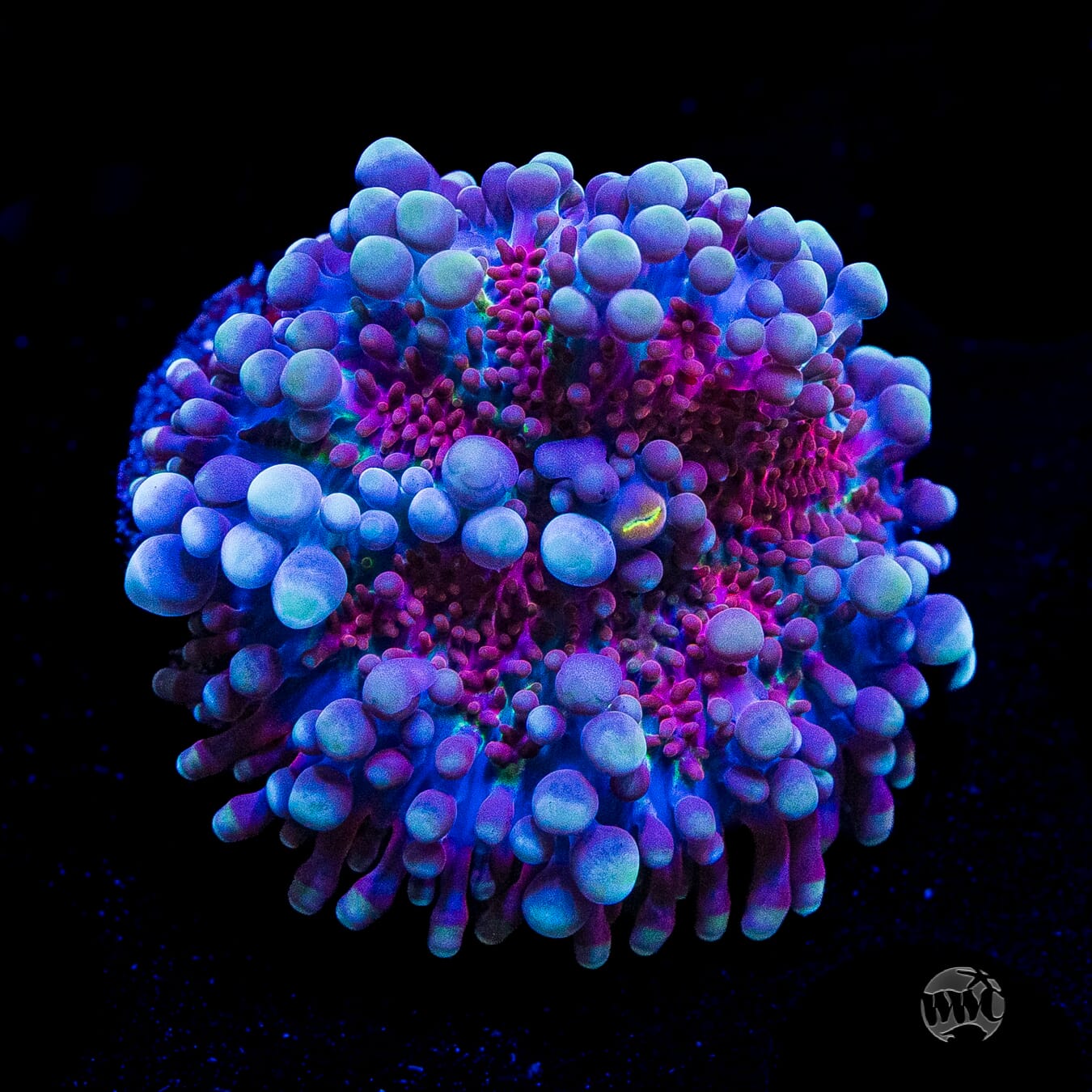 Frosted Nurple Yuma Mushroom