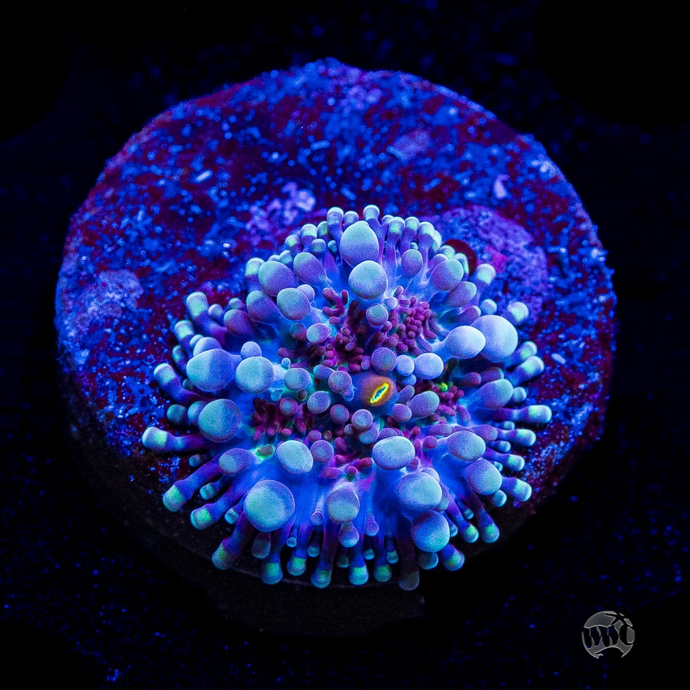 Frosted Nurple Yuma Mushroom