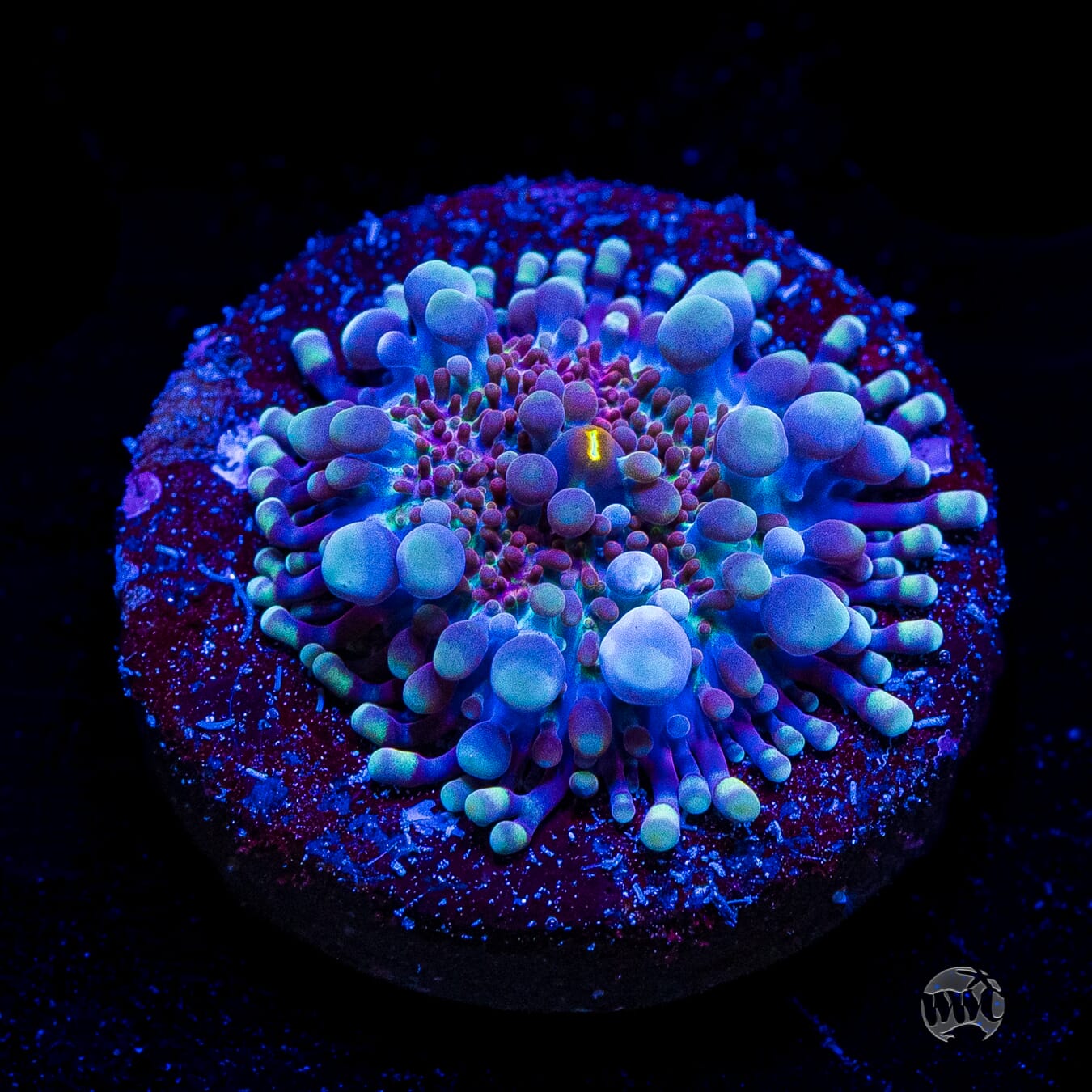 Frosted Nurple Yuma Mushroom