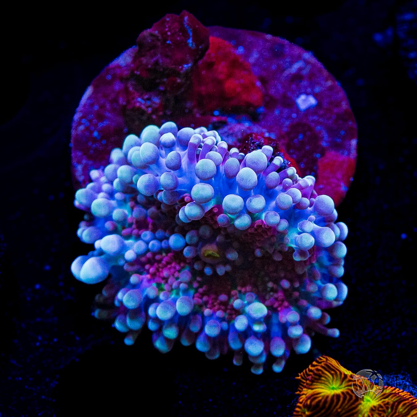 Frosted Nurple Yuma Mushroom