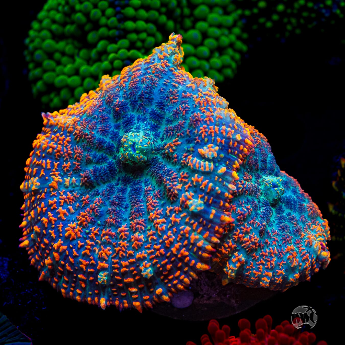 Maui Sunrise Rhodactis Mushroom