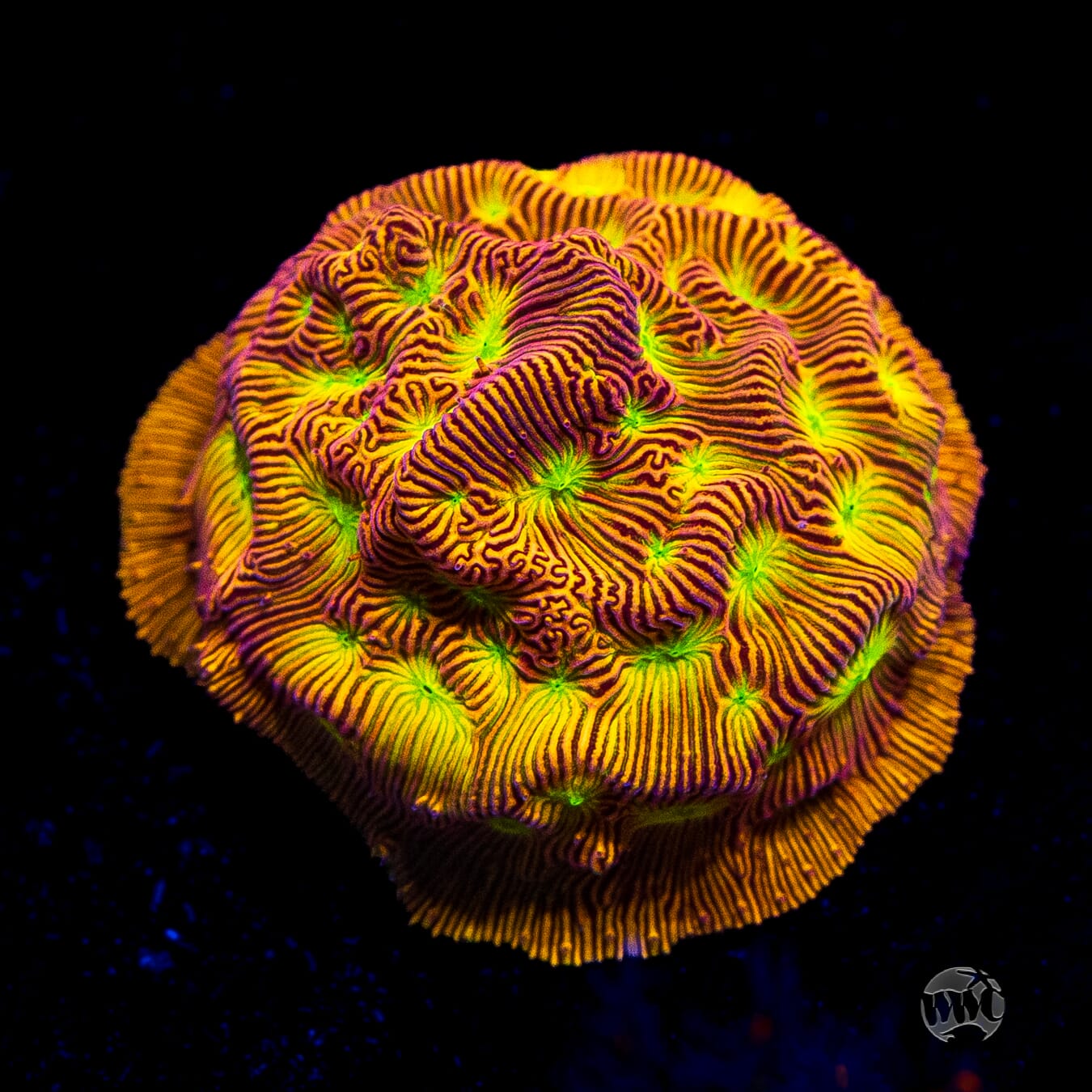 Jason Fox Jack-O-Lantern Leptoseris