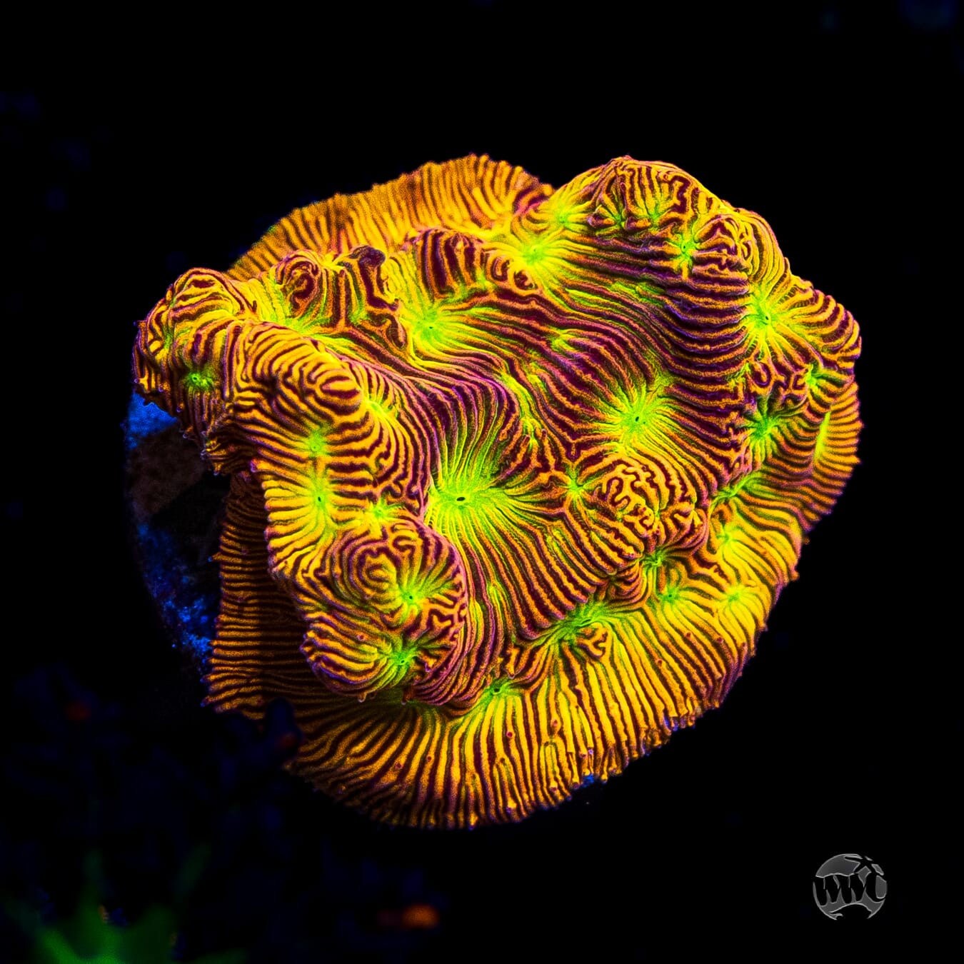 Jason Fox Jack-O-Lantern Leptoseris