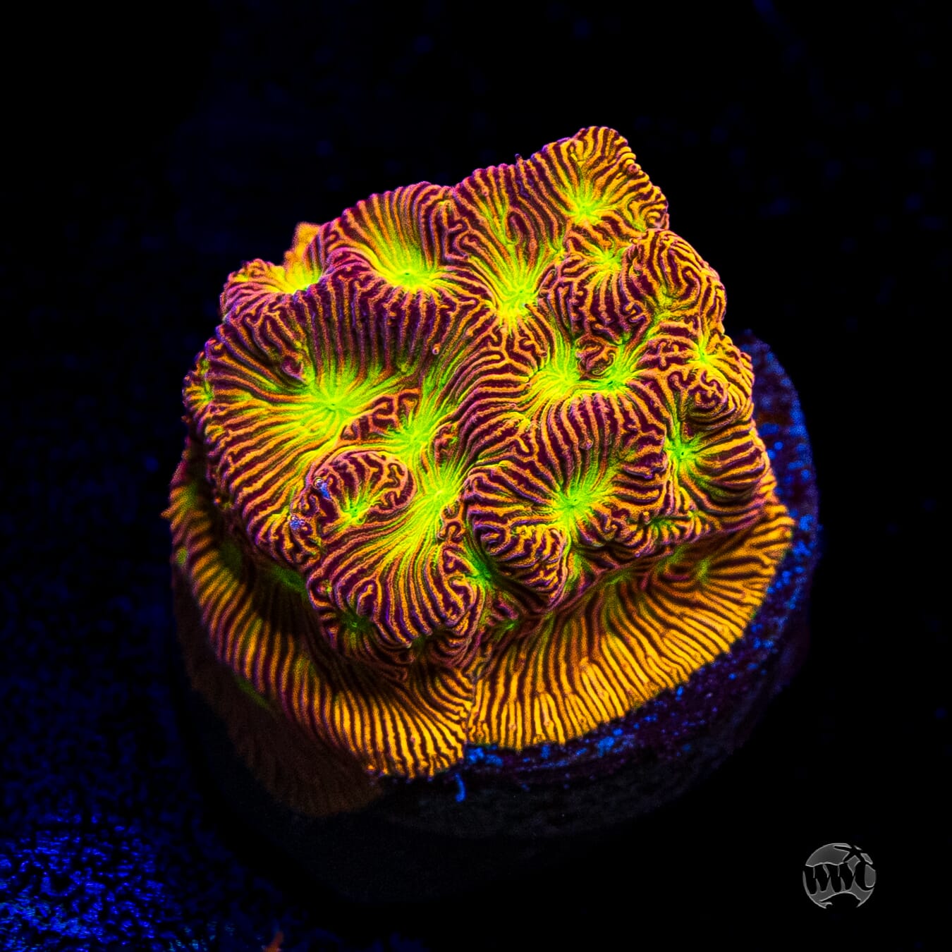 Jason Fox Jack-O-Lantern Leptoseris