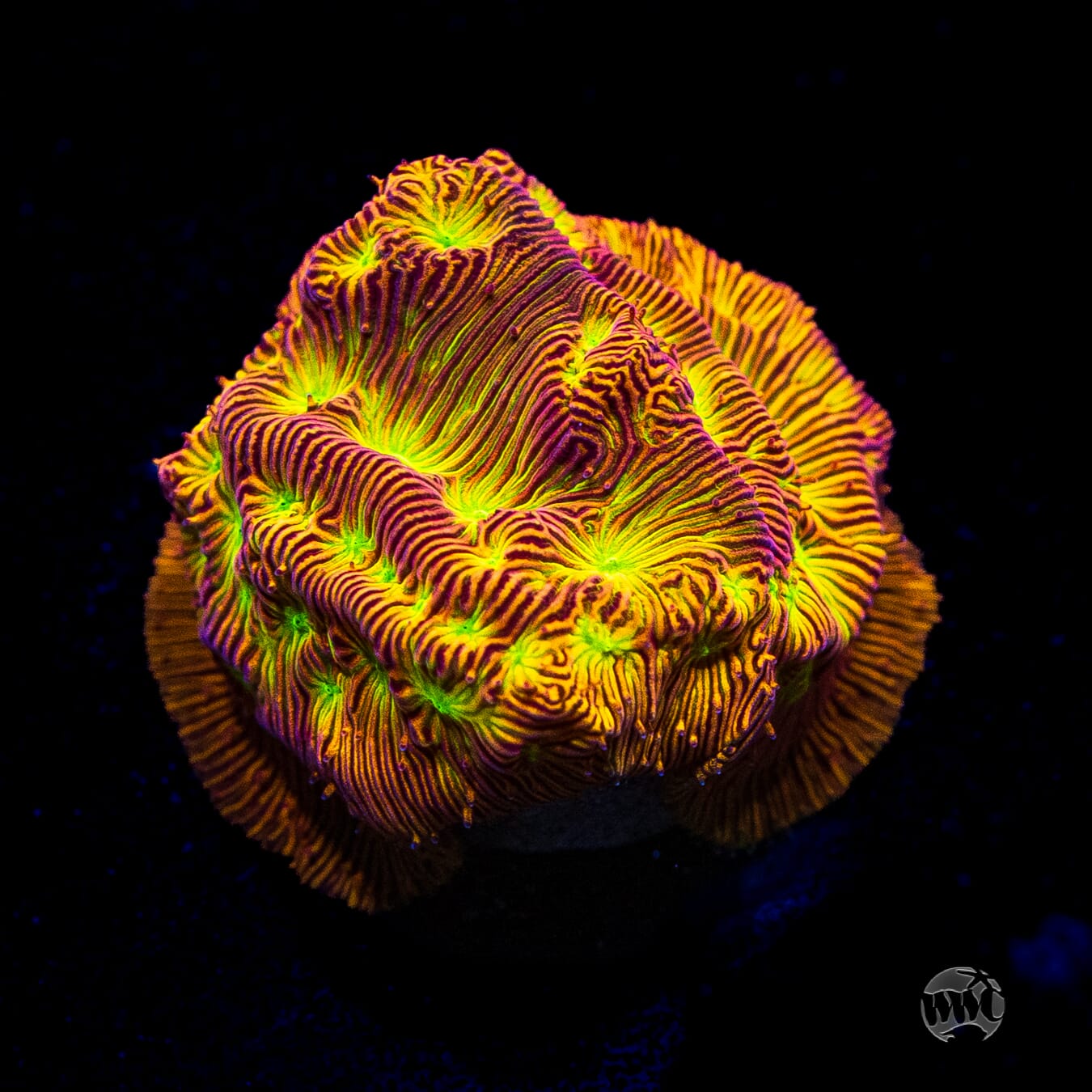 Jason Fox Jack-O-Lantern Leptoseris