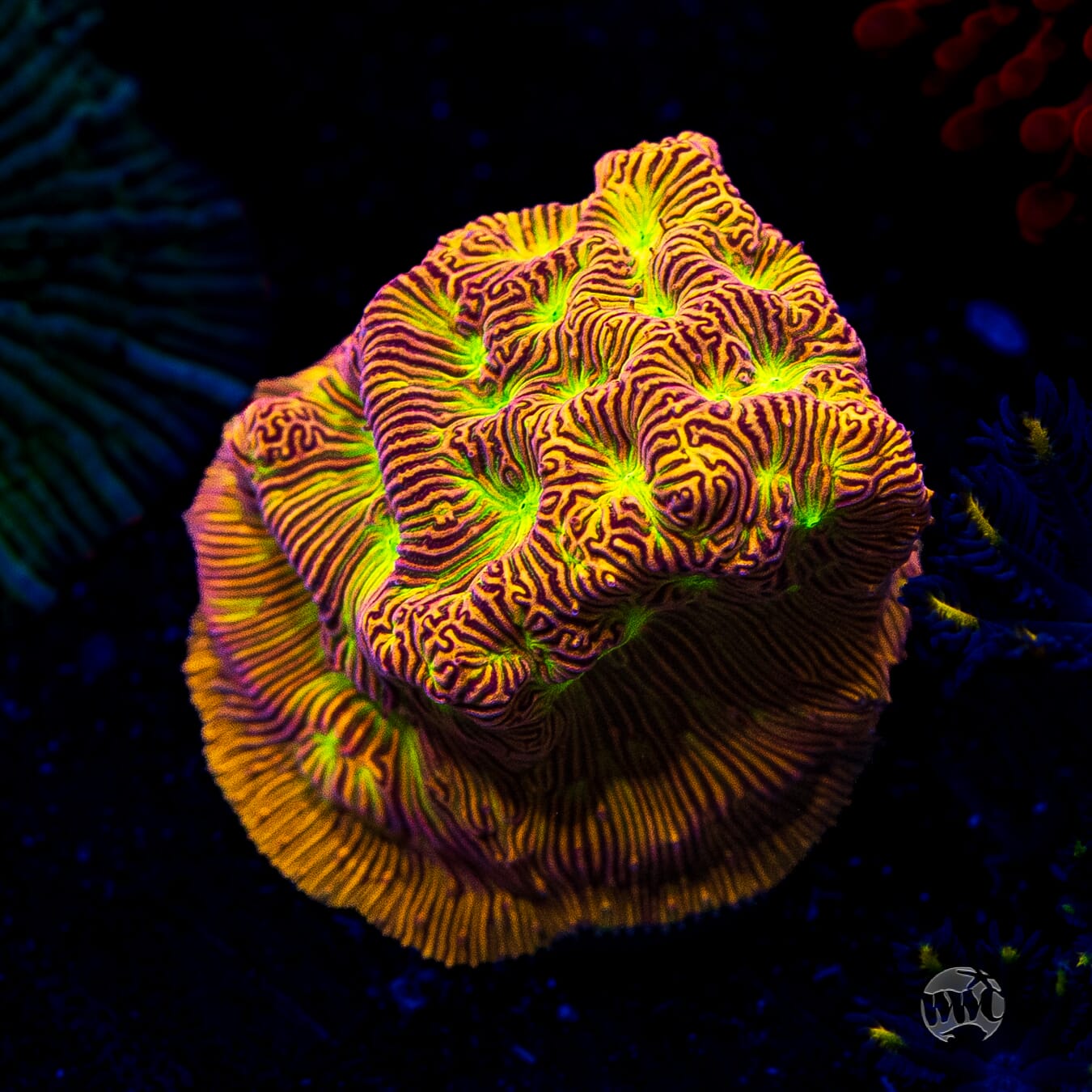 Jason Fox Jack-O-Lantern Leptoseris