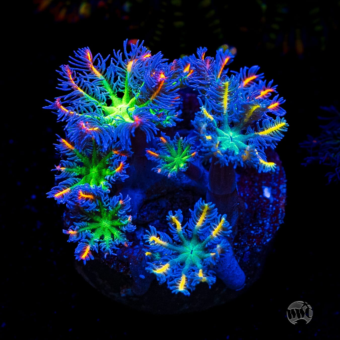 Combo WWC High Voltage and Lemon Tipped Clove Polyps