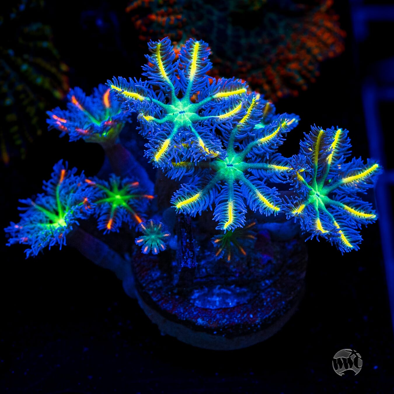 Combo WWC High Voltage and Lemon Tipped Clove Polyps