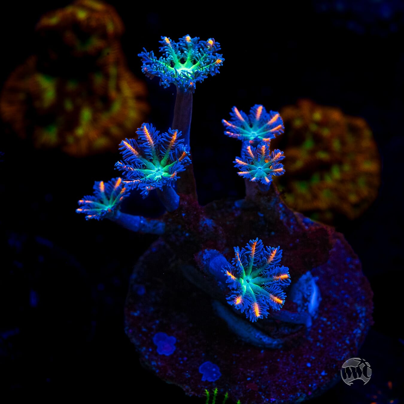 WWC Florida Squeeze Clove Polyps