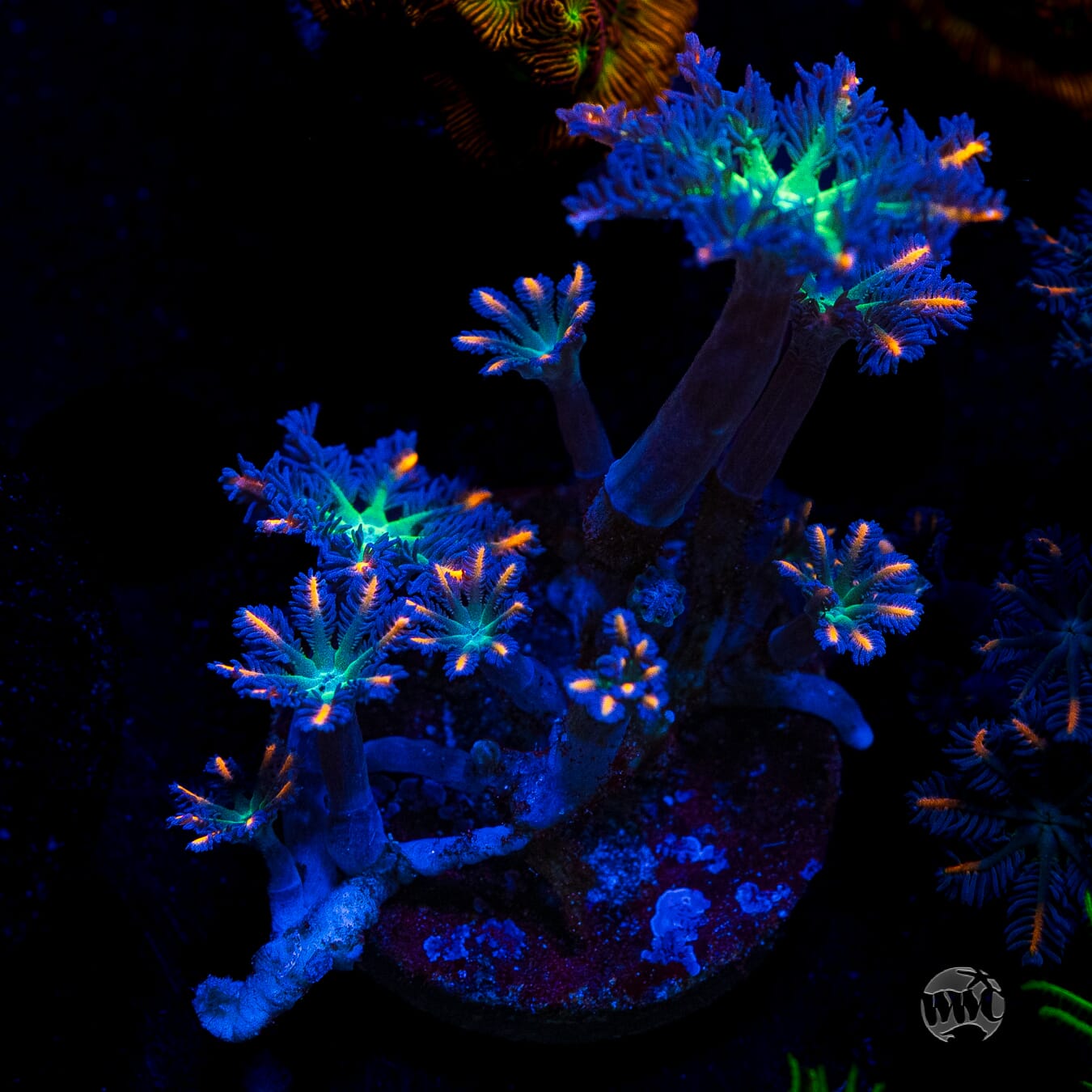 WWC Firework Clove Polyps