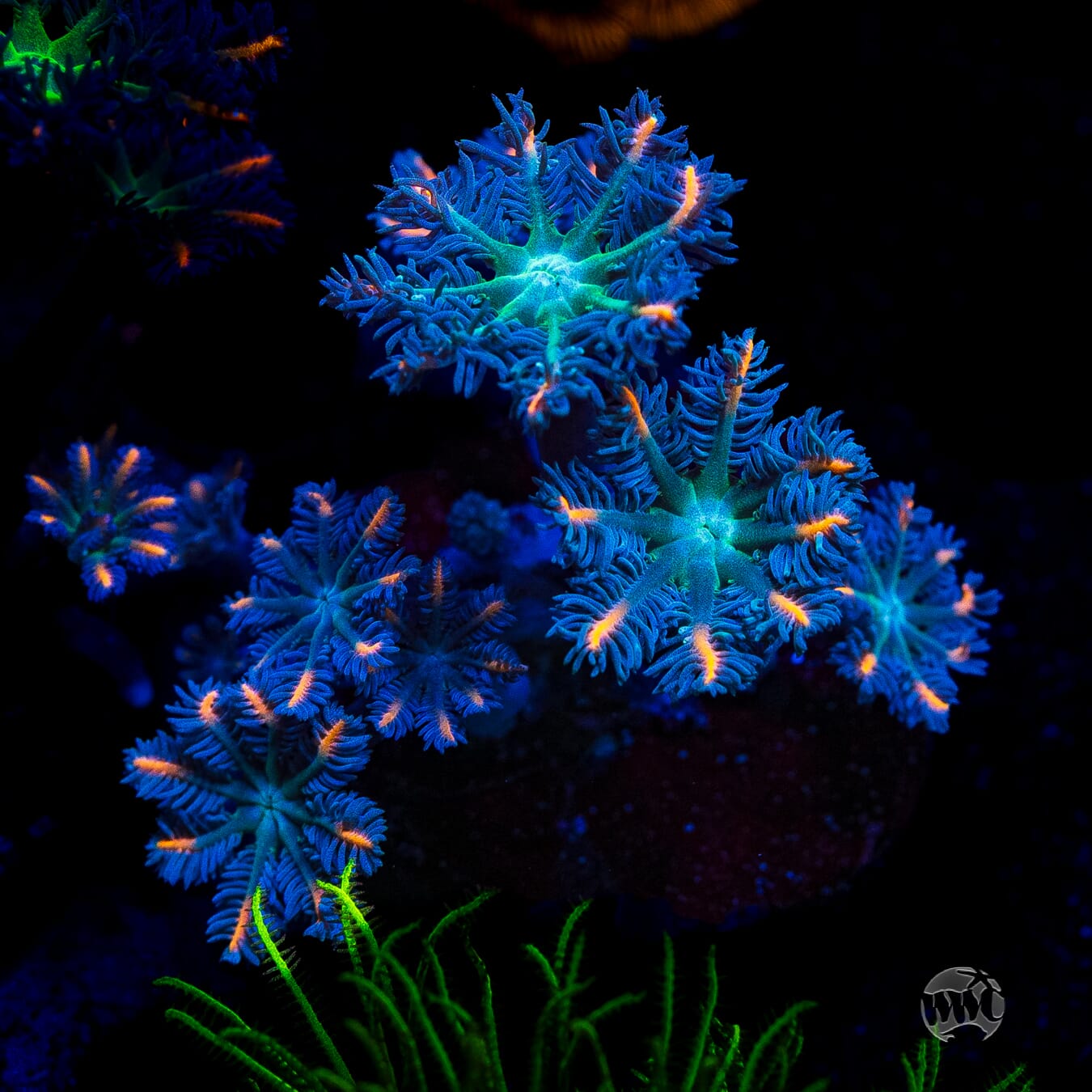 WWC Florida Squeeze Clove Polyps
