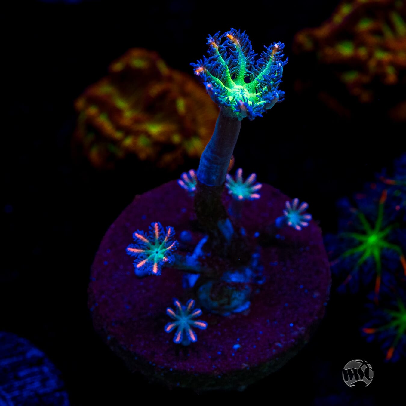 WWC Firework Clove Polyps