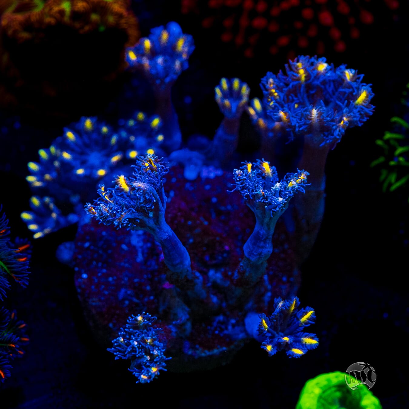 WWC Lemon Tipped Clove Polyps