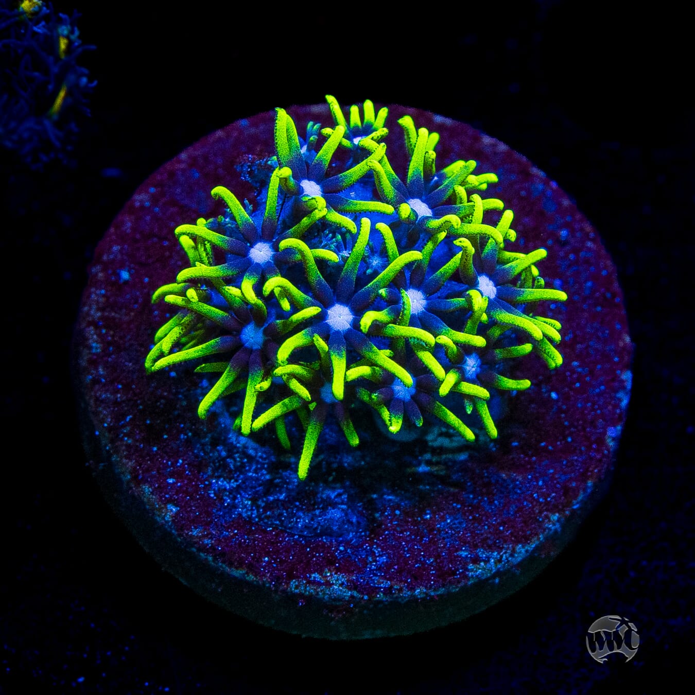 Neon Green Star Polyps