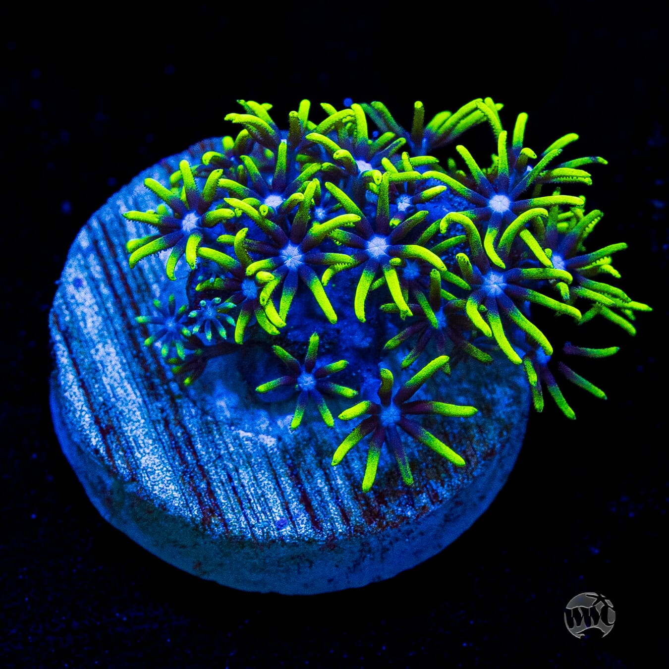 Neon Green Star Polyps