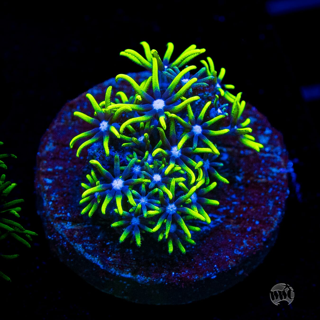 Neon Green Star Polyps