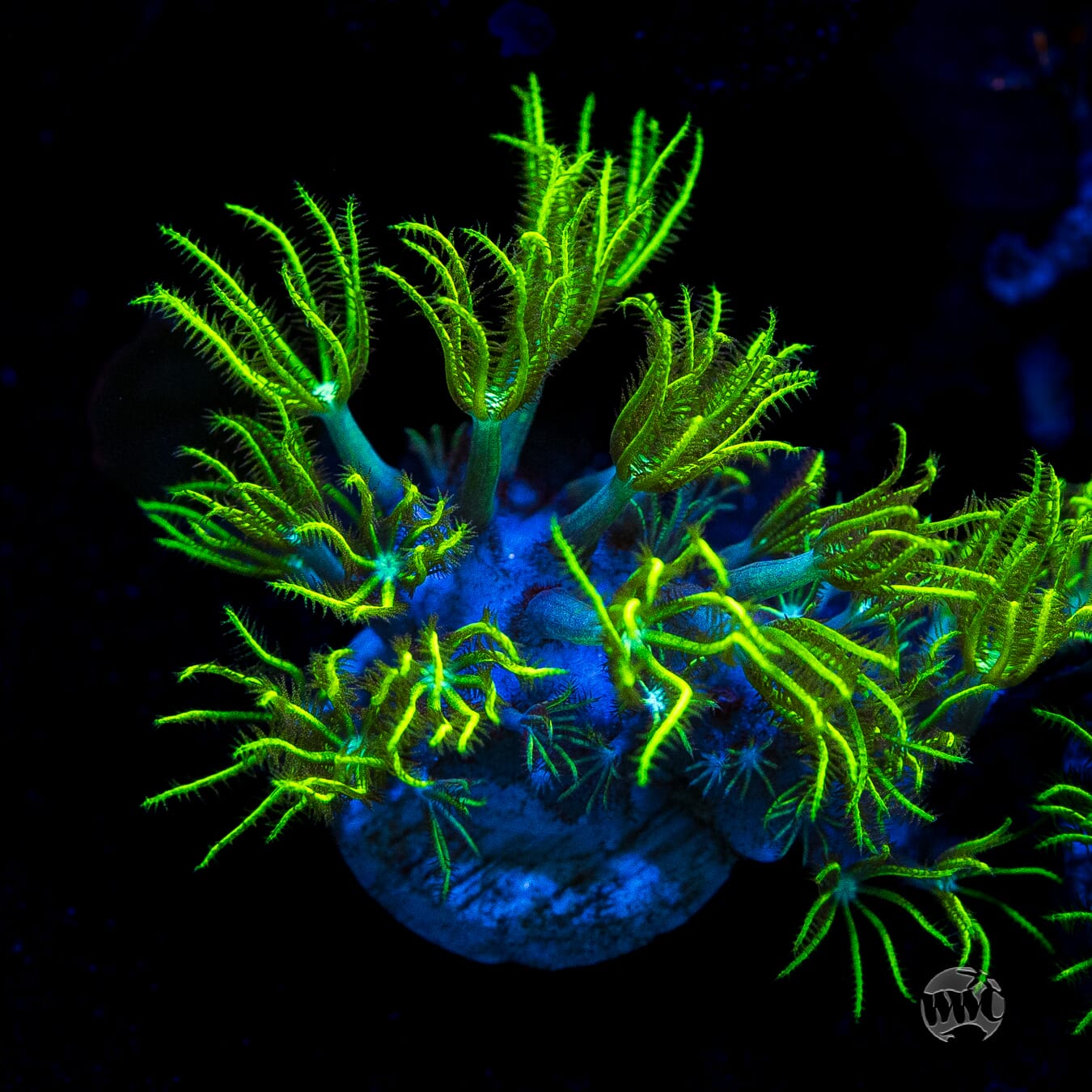 WWC Sizzling Star Polyps
