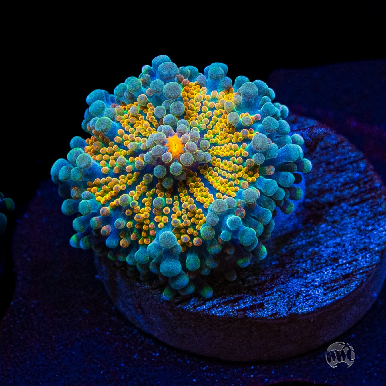 Tropical Sunrise Yuma Mushroom