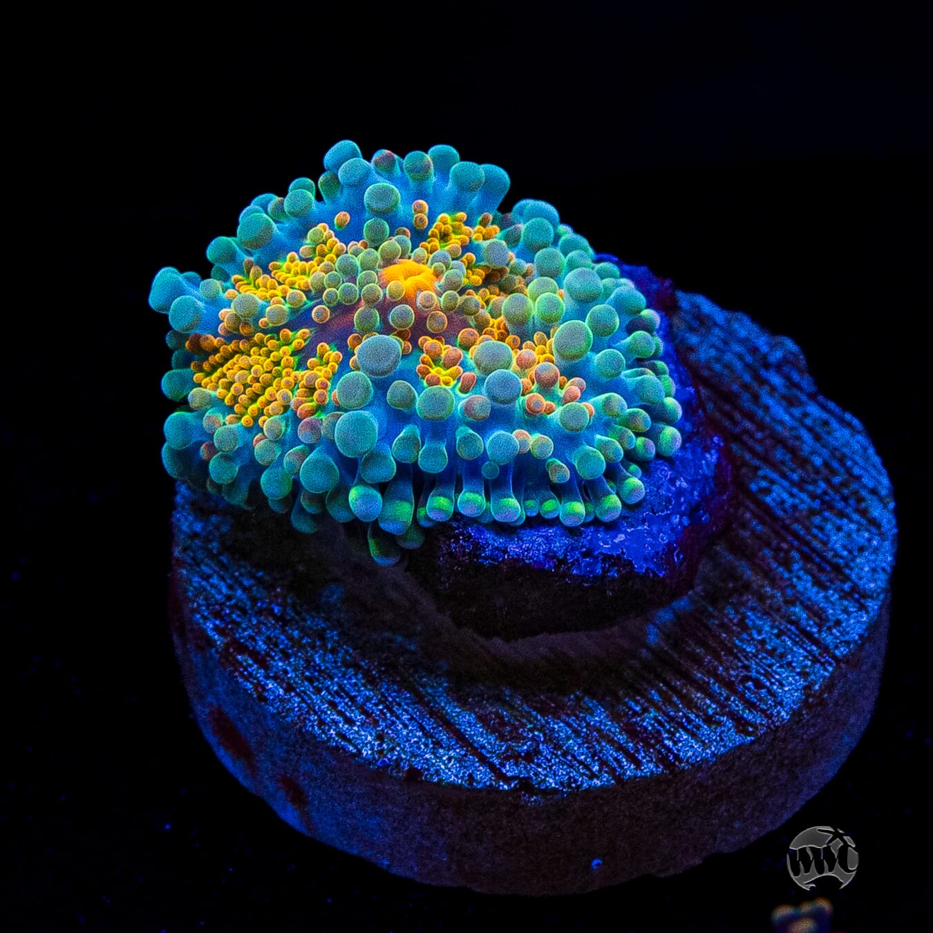 Tropical Sunrise Yuma Mushroom