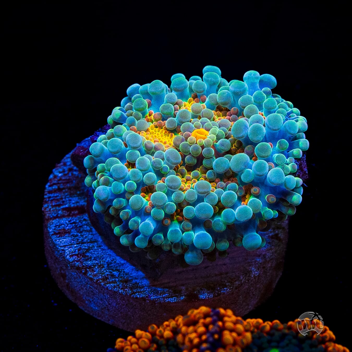 Tropical Sunrise Yuma Mushroom