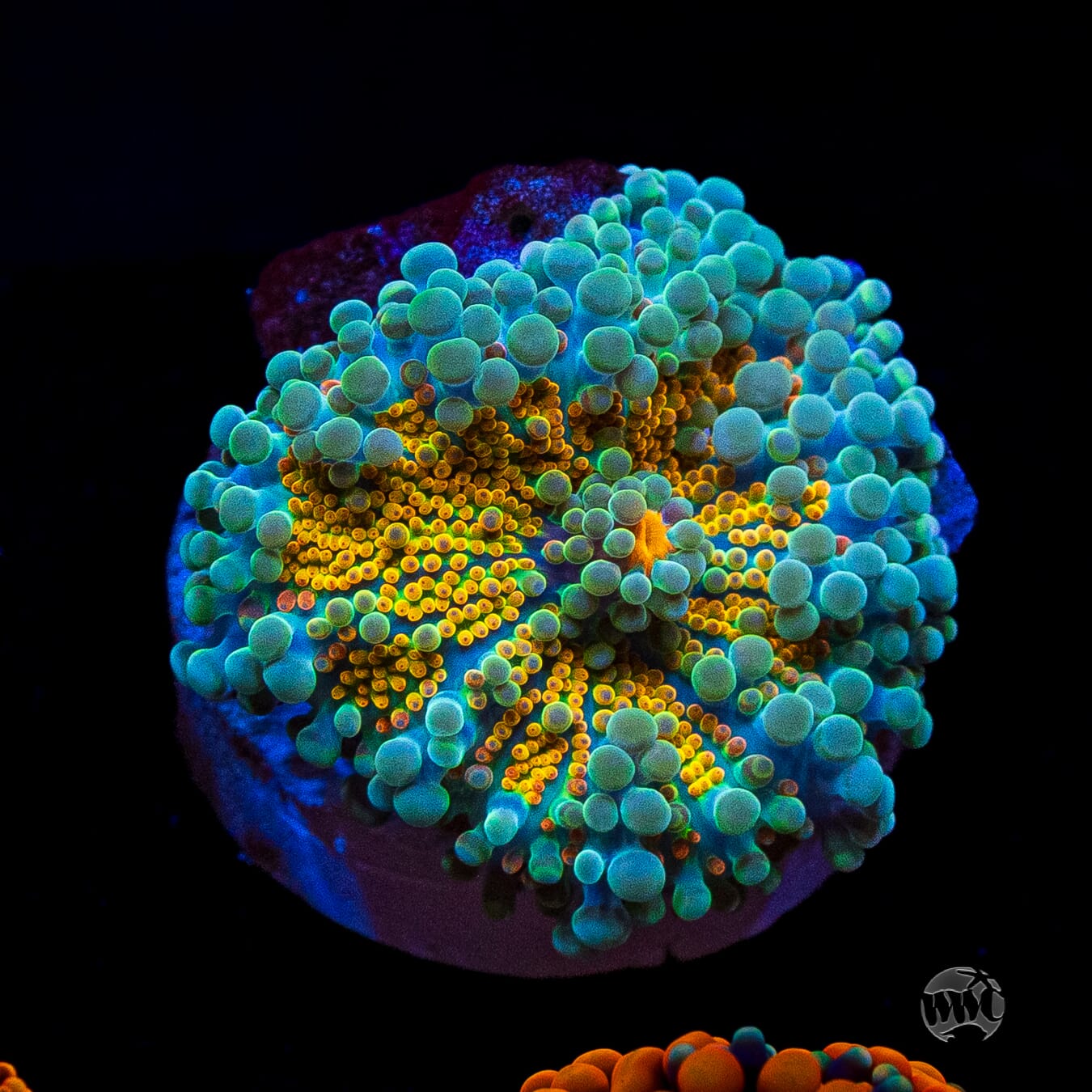 Tropical Sunrise Yuma Mushroom