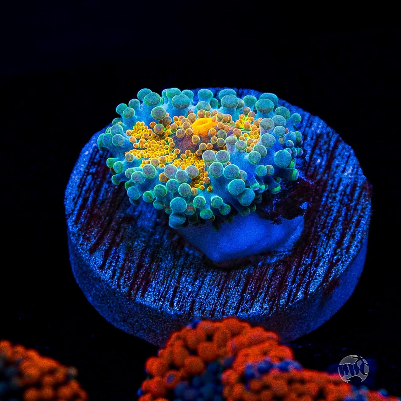 Tropical Sunrise Yuma Mushroom