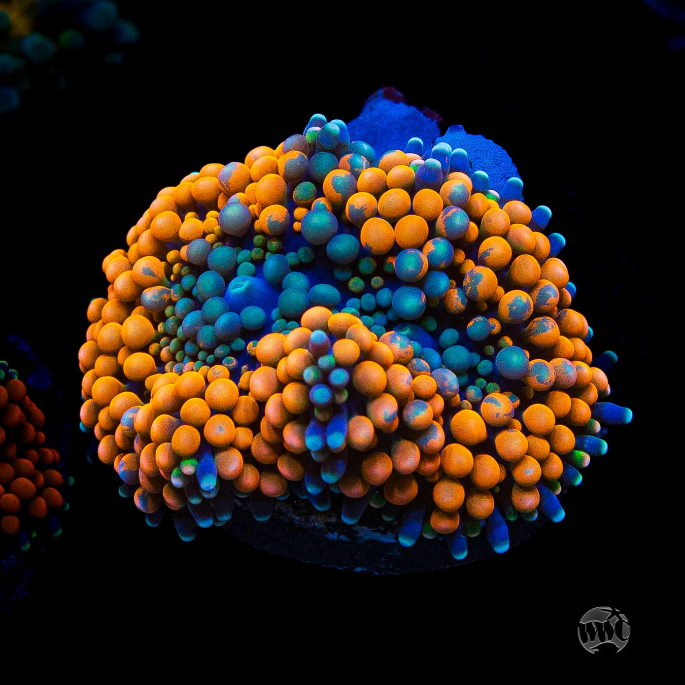 Serendipity Ricordea Mushroom