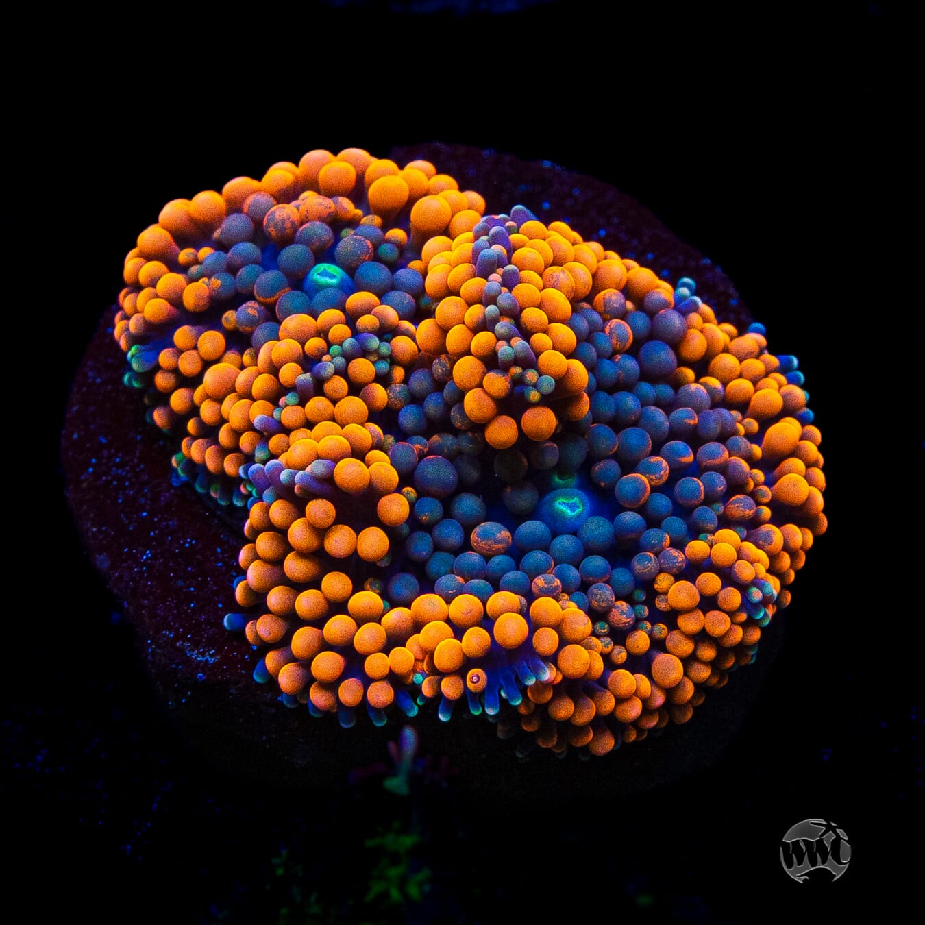 Blueberries and Oranges Ricordea Mushroom