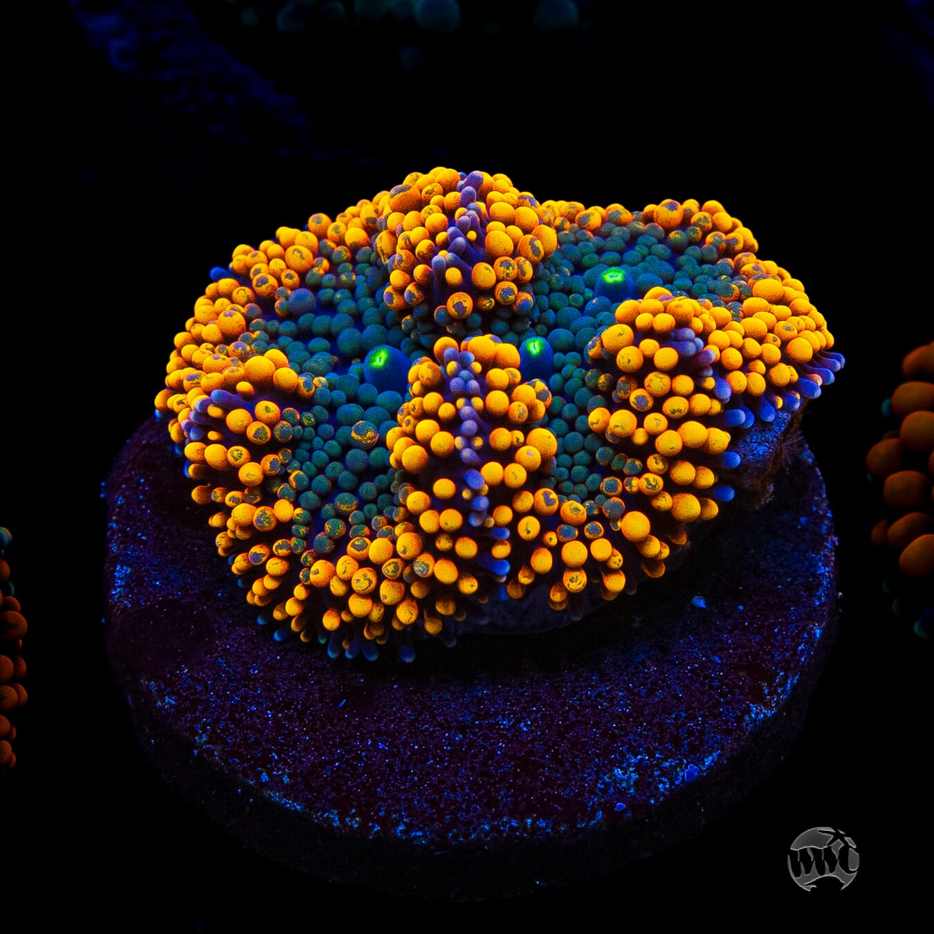 Fresh Squeezed Ricordea Mushroom